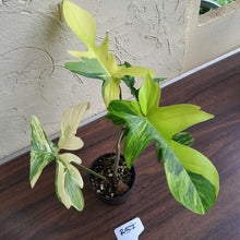 Load image into Gallery viewer, #R57 Philodendron Florida Beauty
