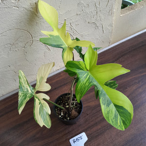 #R57 Philodendron Florida Beauty