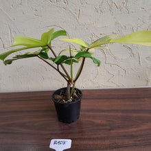 Load image into Gallery viewer, #R57 Philodendron Florida Beauty