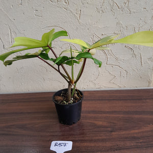 #R57 Philodendron Florida Beauty