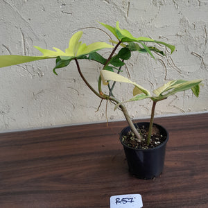 #R57 Philodendron Florida Beauty
