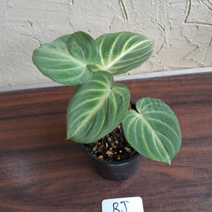 #RJ Philodendron Tinkle Bell