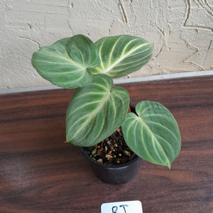 #RJ Philodendron Tinkle Bell