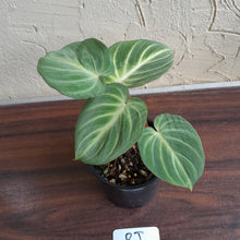 Load image into Gallery viewer, #RJ Philodendron Tinkle Bell