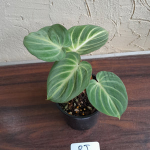 #RJ Philodendron Tinkle Bell