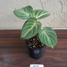 Load image into Gallery viewer, #RJ Philodendron Tinkle Bell