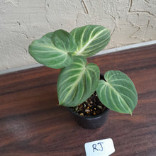 Load image into Gallery viewer, #RJ Philodendron Tinkle Bell