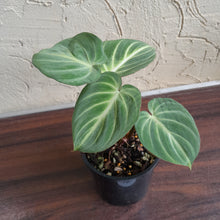 Load image into Gallery viewer, #RJ Philodendron Tinkle Bell