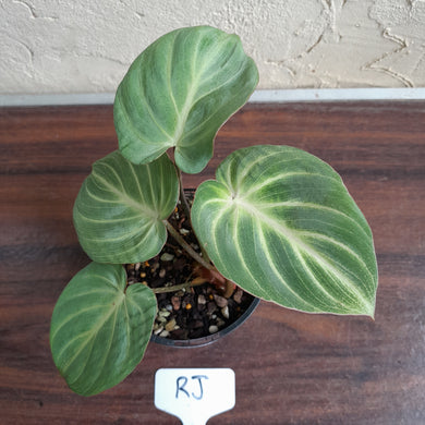 #RJ Philodendron Tinkle Bell