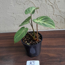 Load image into Gallery viewer, #RJ Philodendron Tinkle Bell