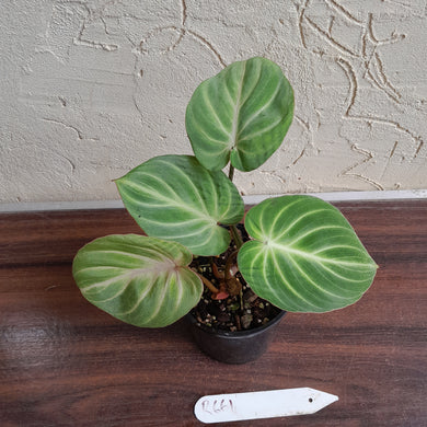 #R661 Philodendron Tinkle Bell