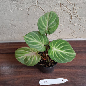 #R661 Philodendron Tinkle Bell