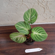 Load image into Gallery viewer, #R661 Philodendron Tinkle Bell