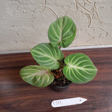 Load image into Gallery viewer, #R661 Philodendron Tinkle Bell