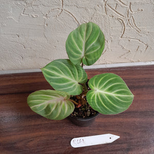 #R661 Philodendron Tinkle Bell