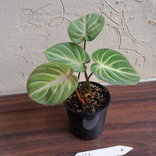 Load image into Gallery viewer, #R661 Philodendron Tinkle Bell