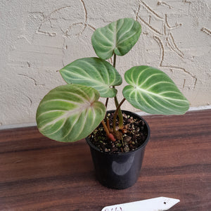 #R661 Philodendron Tinkle Bell
