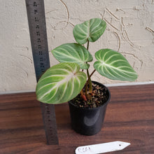 Load image into Gallery viewer, #R661 Philodendron Tinkle Bell