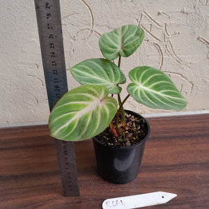 #R661 Philodendron Tinkle Bell