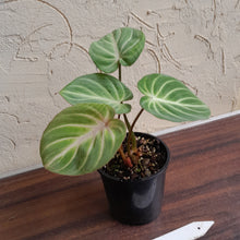 Load image into Gallery viewer, #R661 Philodendron Tinkle Bell