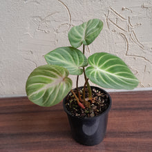 Load image into Gallery viewer, #R661 Philodendron Tinkle Bell