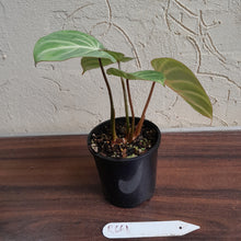 Load image into Gallery viewer, #R661 Philodendron Tinkle Bell