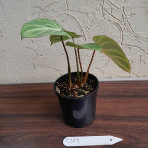 #R661 Philodendron Tinkle Bell