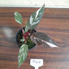 Load image into Gallery viewer, #R400 Philodendron Pink Princess Galaxy Marble