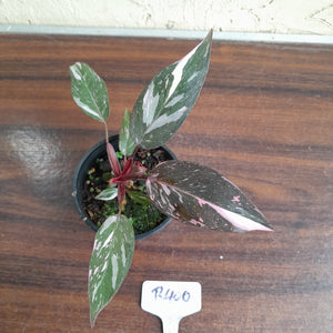 #R400 Philodendron Pink Princess Galaxy Marble