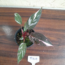 Load image into Gallery viewer, #R400 Philodendron Pink Princess Galaxy Marble