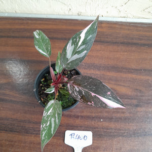 #R400 Philodendron Pink Princess Galaxy Marble