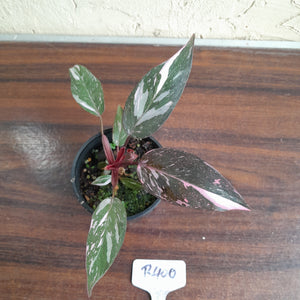 #R400 Philodendron Pink Princess Galaxy Marble