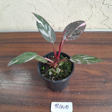 Load image into Gallery viewer, #R400 Philodendron Pink Princess Galaxy Marble