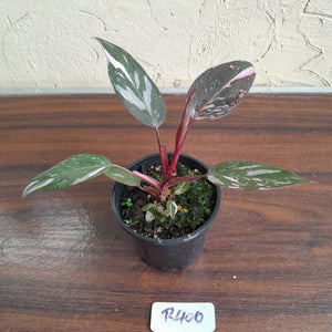 #R400 Philodendron Pink Princess Galaxy Marble