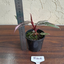Load image into Gallery viewer, #R400 Philodendron Pink Princess Galaxy Marble