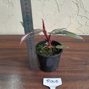 #R400 Philodendron Pink Princess Galaxy Marble