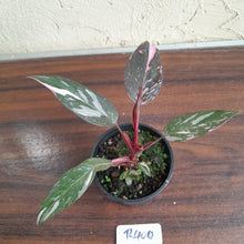 Load image into Gallery viewer, #R400 Philodendron Pink Princess Galaxy Marble