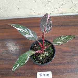 #R400 Philodendron Pink Princess Galaxy Marble
