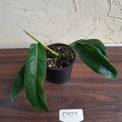 #D922 Philodendron Patriciae