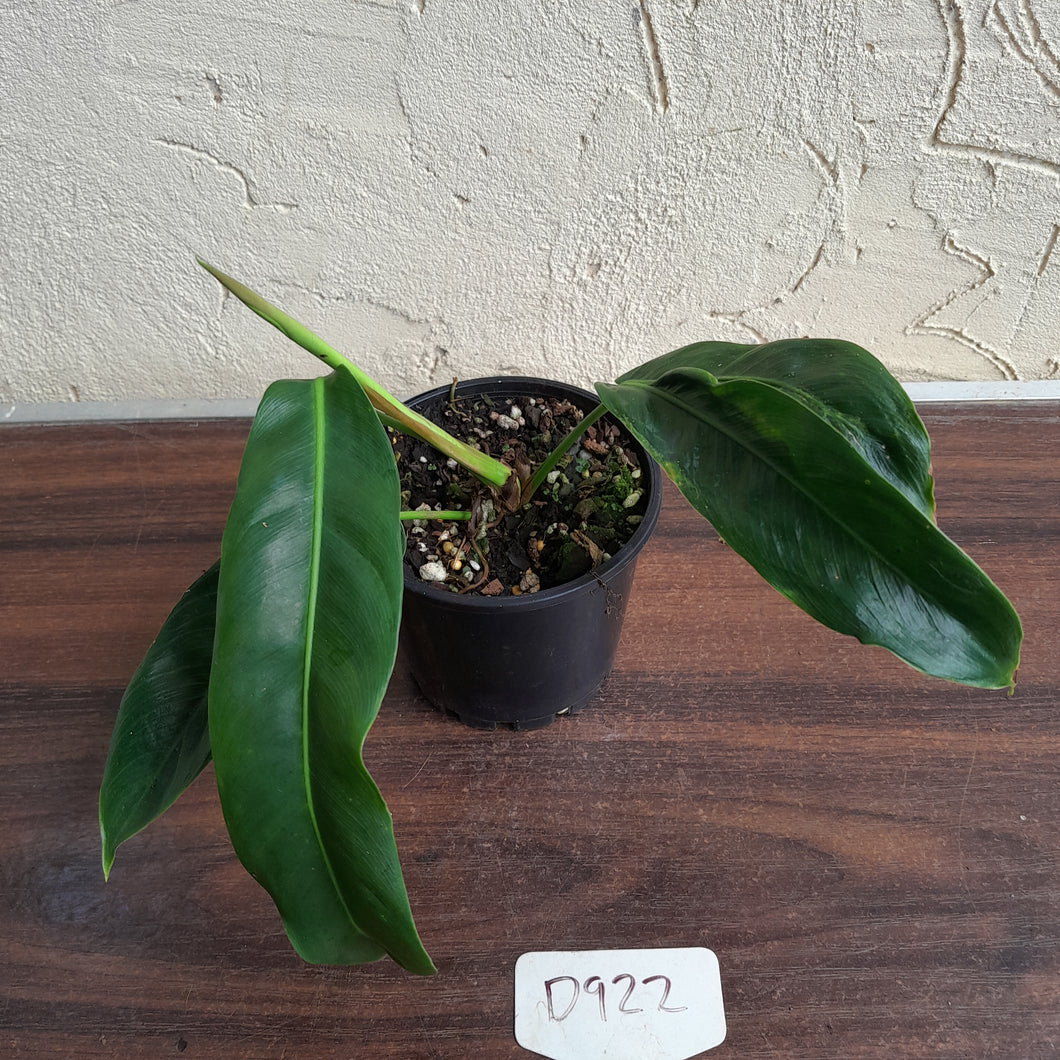 #D922 Philodendron Patriciae