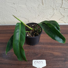 Load image into Gallery viewer, #D922 Philodendron Patriciae