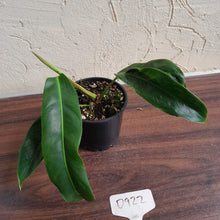 Load image into Gallery viewer, #D922 Philodendron Patriciae