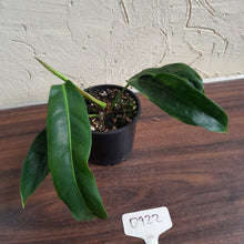 Load image into Gallery viewer, #D922 Philodendron Patriciae