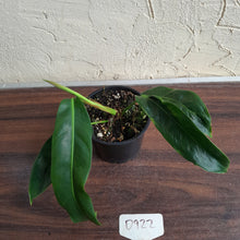 Load image into Gallery viewer, #D922 Philodendron Patriciae