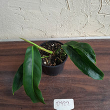Load image into Gallery viewer, #D922 Philodendron Patriciae