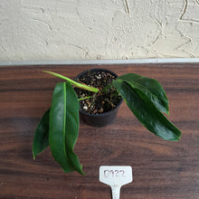 Load image into Gallery viewer, #D922 Philodendron Patriciae
