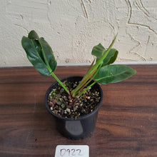 Load image into Gallery viewer, #D922 Philodendron Patriciae