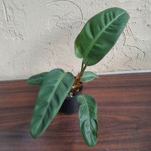 Load image into Gallery viewer, #R13 Philodendron Pulchrum