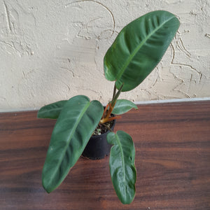 #R13 Philodendron Pulchrum