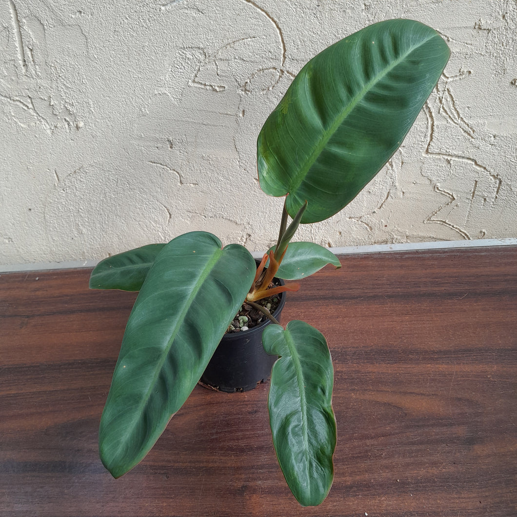 #R13 Philodendron Pulchrum